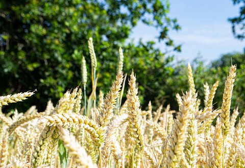 Transition agroécologique en France : le commerce équitable révèle ses atouts