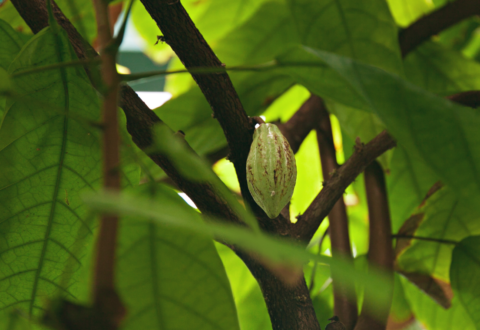 [Communiqué] Lancement de l’initiative française pour un cacao durable