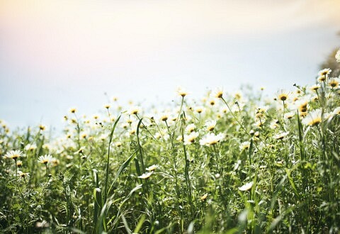 Le commerce équitable : le jardin (pas si) secret des plantes aromatiques et médicinales