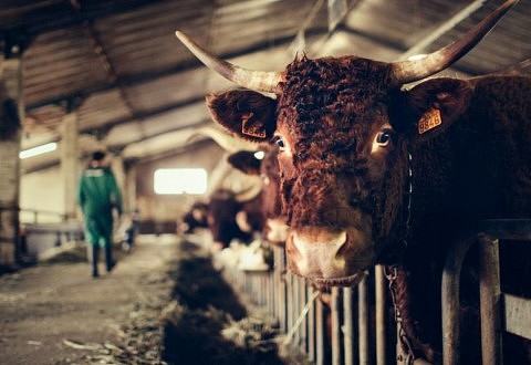 [Tribune] Politique agricole commune : à quand un virage agroécologique ?