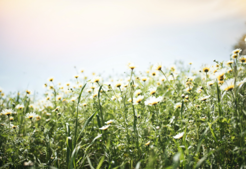 Le commerce équitable : le jardin (pas si) secret des plantes aromatiques et médicinales