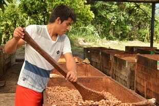 Producteur de cacao de la coopérative Norandino au Pérou