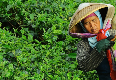 Baromètre “Teste ton thé” :  Des engagements d’approvisionnement durable très contrastés chez les marques de thé