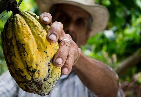 Le commerce équitable, un levier puissant pour rendre la filière cacao plus durable