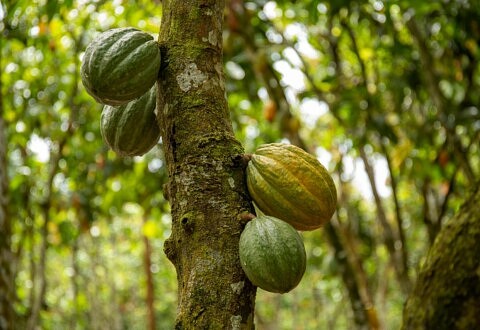 Salon du Chocolat de Paris 2026 : rencontrez trois coopératives de cacao équitable et assistez à nos conférences