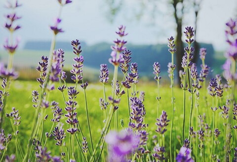 Le commerce équitable dans les filières PPAM en France